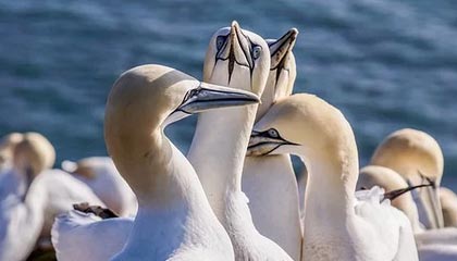 开云体育平台APP-山东队完胜广东队，武切维奇惊艳四座