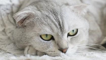 开云体育入口-最新世界杯：德国止步掘金！技术统计揭开钢铁战车熄火真相